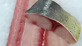 Mahi Mahi